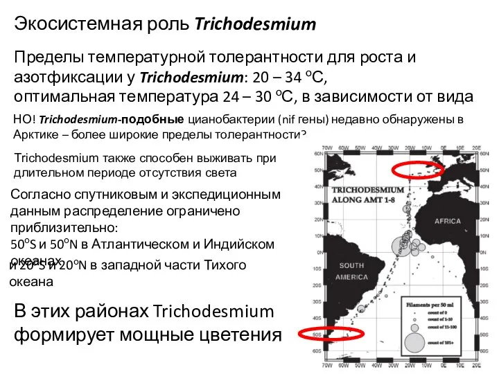 Экосистемная роль Trichodesmium Пределы температурной толерантности для роста и азотфиксации у Trichodesmium: