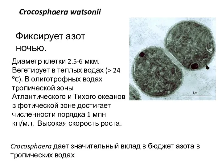 Диаметр клетки 2.5-6 мкм. Вегетирует в теплых водах (> 24 оC). В