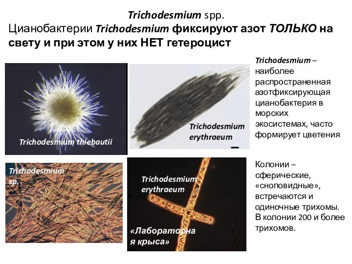 Trichodesmium spp. Цианобактерии Trichodesmium фиксируют азот ТОЛЬКО на свету и при этом