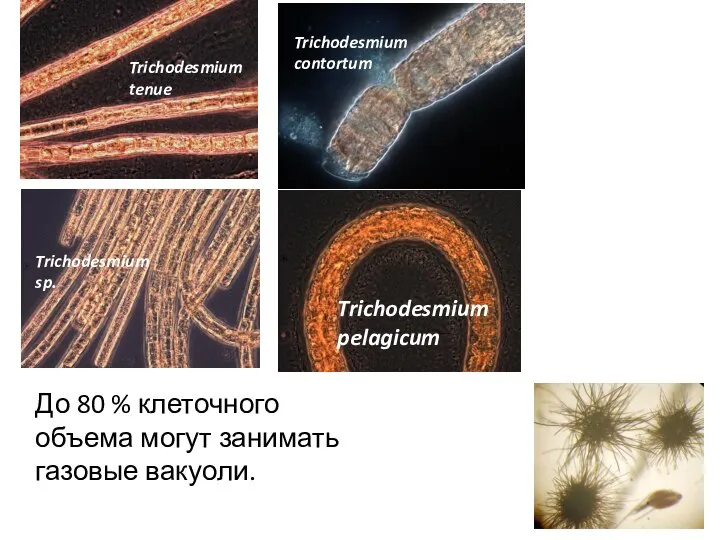 Trichodesmium tenue Trichodesmium sp. Trichodesmium contortum Trichodesmium pelagicum До 80 % клеточного