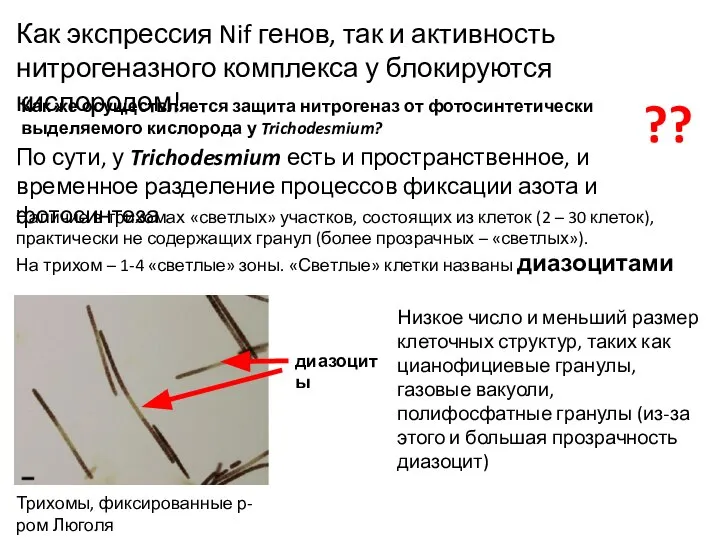 Как же осуществляется защита нитрогеназ от фотосинтетически выделяемого кислорода у Trichodesmium? Как