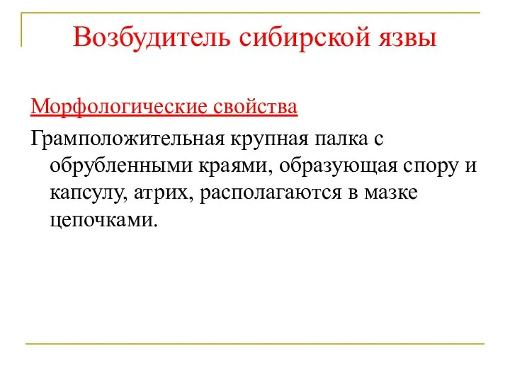 Возбудитель сибирской язвы Морфологические свойства Грамположительная крупная палка с обрубленными краями, образующая