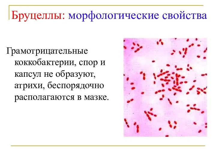 Бруцеллы: морфологические свойства Грамотрицательные коккобактерии, спор и капсул не образуют, атрихи, беспорядочно располагаются в мазке.