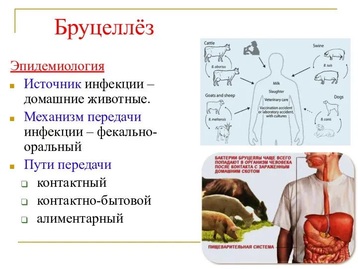 Бруцеллёз Эпидемиология Источник инфекции – домашние животные. Механизм передачи инфекции – фекально-оральный