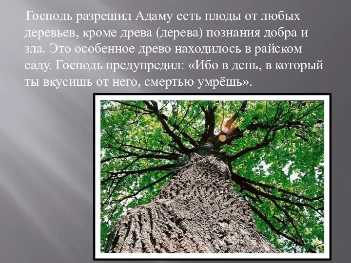 Господь разрешил Адаму есть плоды от любых деревьев, кроме древа (дерева) познания