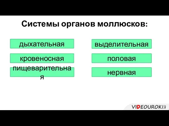 Системы органов моллюсков: дыхательная кровеносная пищеварительная выделительная половая нервная