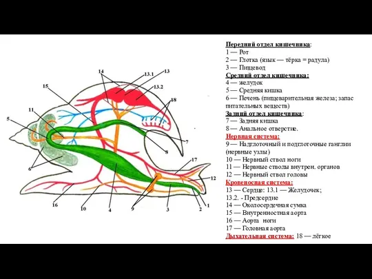 Передний отдел кишечника: 1 — Рот 2 — Глотка (язык — тёрка