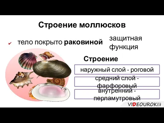 тело покрыто раковиной Строение моллюсков защитная функция Строение раковины: наружный слой -