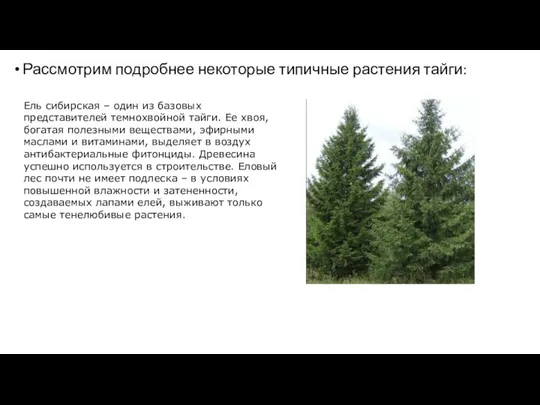 Рассмотрим подробнее некоторые типичные растения тайги: Ель сибирская – один из базовых