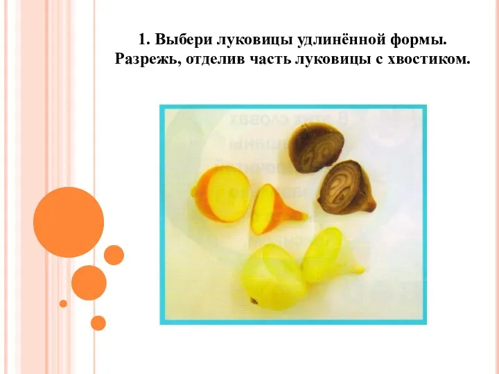 1. Выбери луковицы удлинённой формы. Разрежь, отделив часть луковицы с хвостиком.