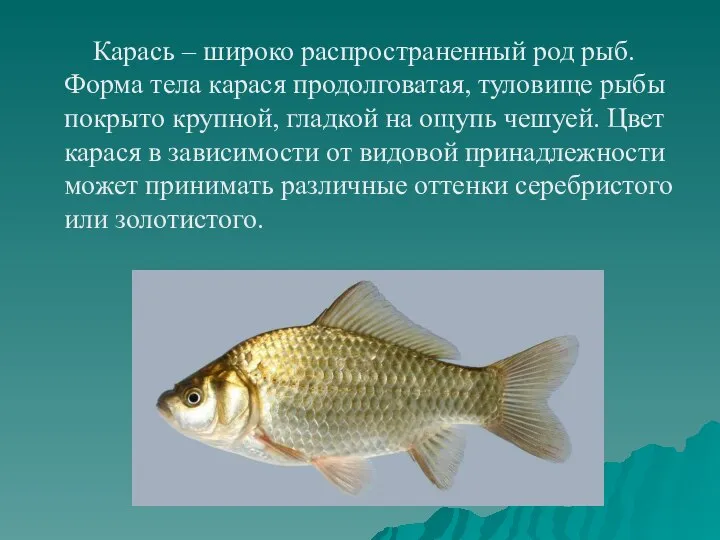 Карась – широко распространенный род рыб. Форма тела карася продолговатая, туловище рыбы