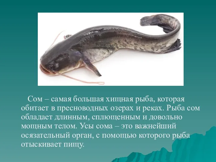 Сом – самая большая хищная рыба, которая обитает в пресноводных озерах и