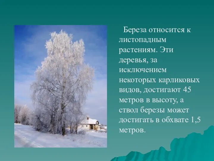 Береза относится к листопадным растениям. Эти деревья, за исключением некоторых карликовых видов,