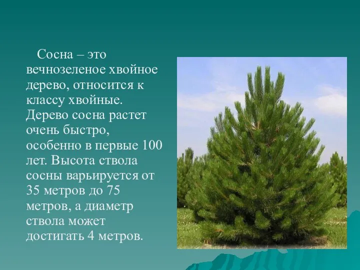 Сосна – это вечнозеленое хвойное дерево, относится к классу хвойные. Дерево сосна
