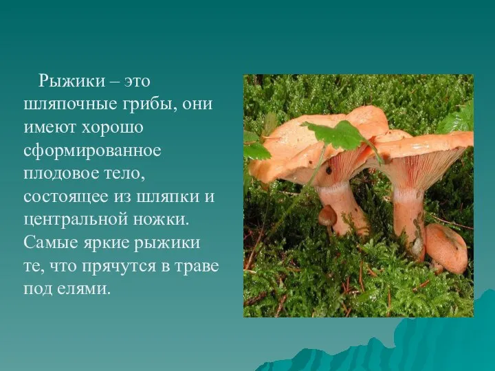 Рыжики – это шляпочные грибы, они имеют хорошо сформированное плодовое тело, состоящее