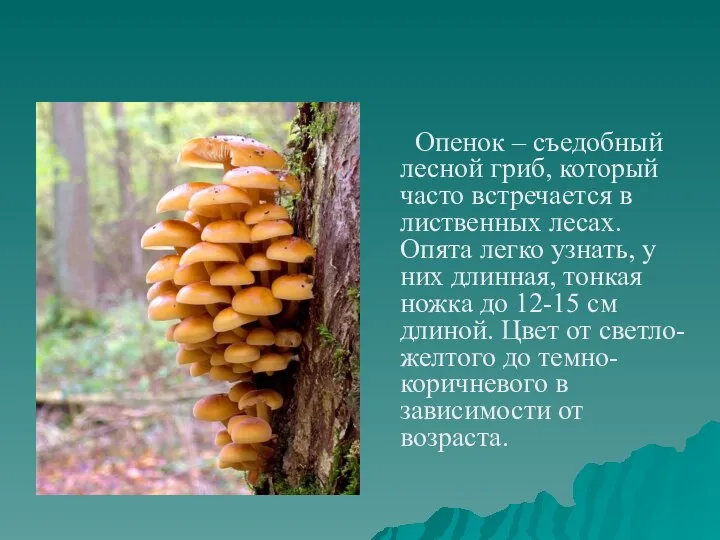 Опенок – съедобный лесной гриб, который часто встречается в лиственных лесах. Опята