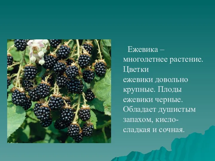 Ежевика – многолетнее растение. Цветки ежевики довольно крупные. Плоды ежевики черные. Обладает