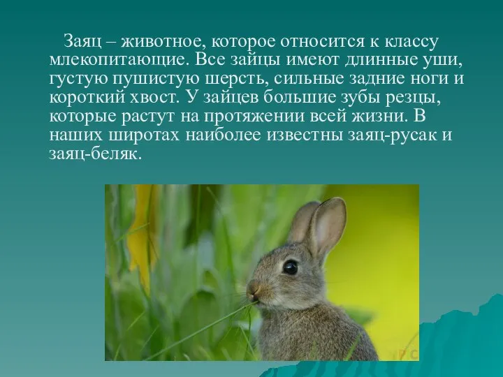 Заяц – животное, которое относится к классу млекопитающие. Все зайцы имеют длинные