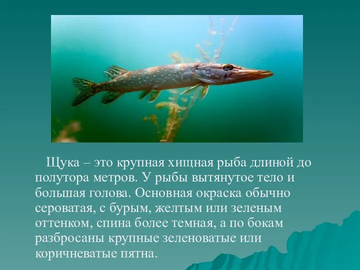 Щука – это крупная хищная рыба длиной до полутора метров. У рыбы