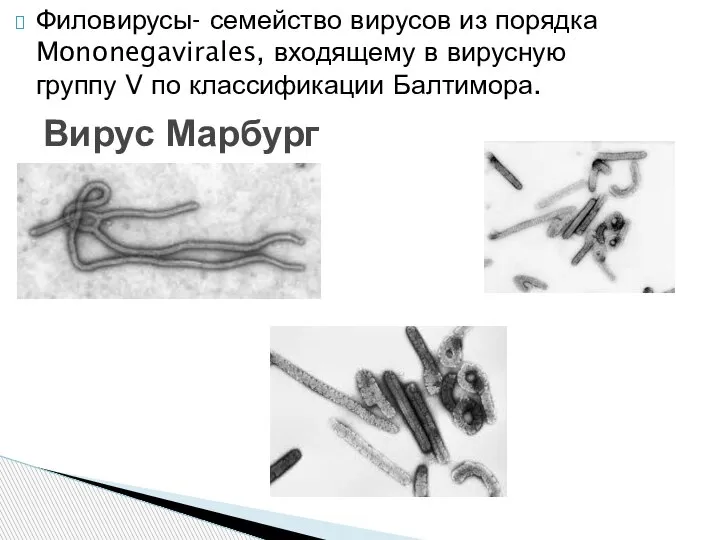 Филовирусы- семейство вирусов из порядка Mononegavirales, входящему в вирусную группу V по классификации Балтимора. Вирус Марбург