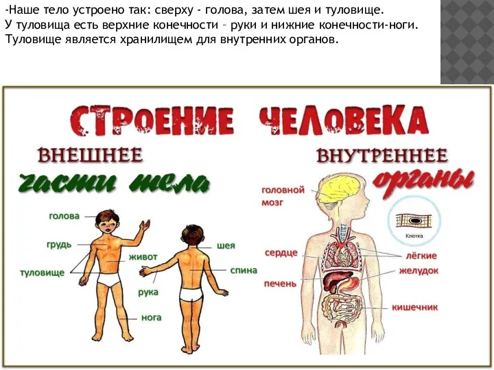 -Наше тело устроено так: сверху - голова, затем шея и туловище. У