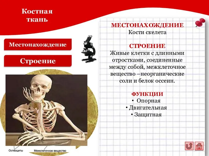 Местонахождение Строение МЕСТОНАХОЖДЕНИЕ Кости скелета СТРОЕНИЕ Живые клетки с длинными отростками, соединенные