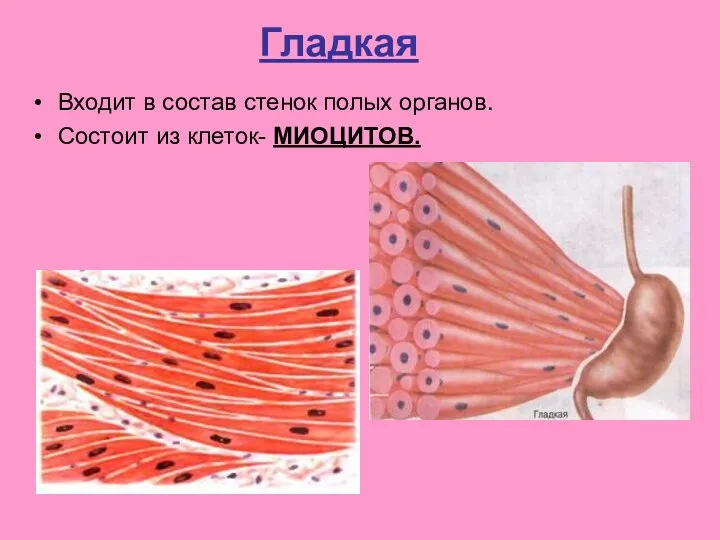 Гладкая Входит в состав стенок полых органов. Состоит из клеток- МИОЦИТОВ.