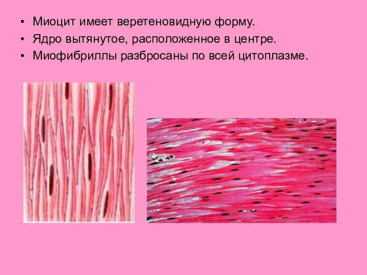 Миоцит имеет веретеновидную форму. Ядро вытянутое, расположенное в центре. Миофибриллы разбросаны по всей цитоплазме.