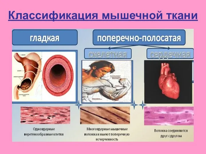 Классификация мышечной ткани