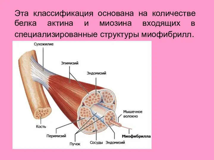 Эта классификация основана на количестве белка актина и миозина входящих в специализированные структуры миофибрилл.