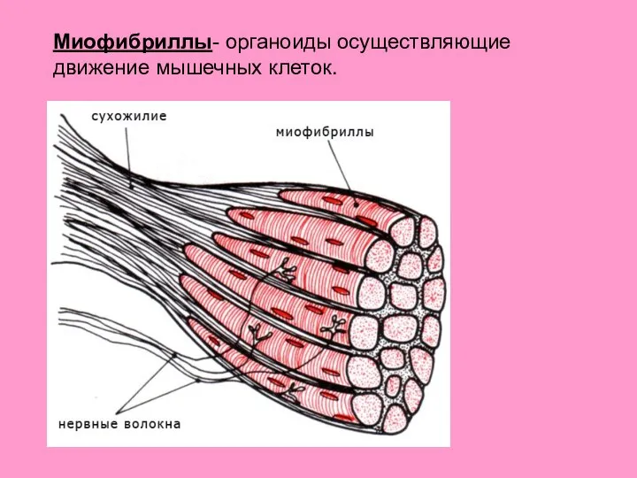 Миофибриллы- органоиды осуществляющие движение мышечных клеток.