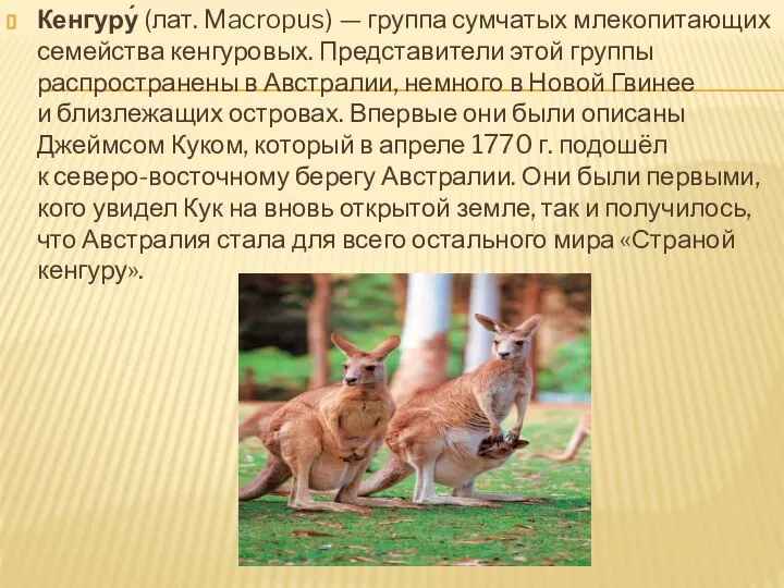 Кенгуру́ (лат. Macropus) — группа сумчатых млекопитающих семейства кенгуровых. Представители этой группы