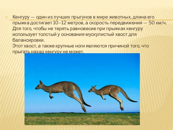 Кенгуру — один из лучших прыгунов в мире животных, длина его прыжка