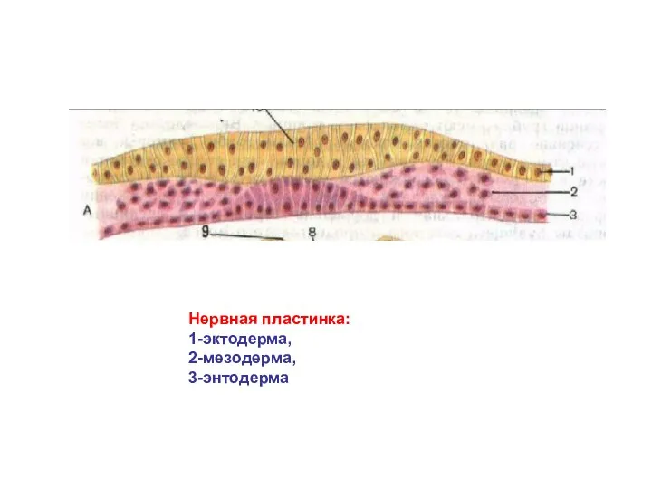 Нервная пластинка: 1-эктодерма, 2-мезодерма, 3-энтодерма