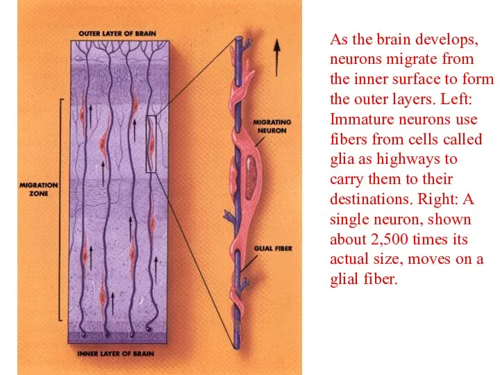 As the brain develops, neurons migrate from the inner surface to form