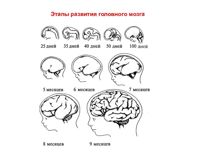 Этапы развития головного мозга