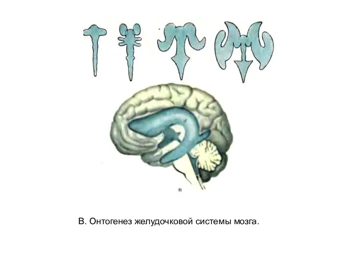 В. Онтогенез желудочковой системы мозга.