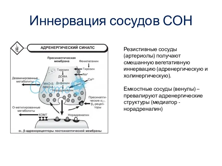 Иннервация сосудов СОН Резистивные сосуды (артериолы) получают смешанную вегетативную иннервацию (адренергическую и