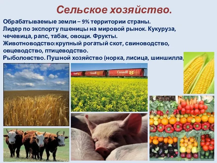 Сельское хозяйство. Обрабатываемые земли – 9% территории страны. Лидер по экспорту пшеницы