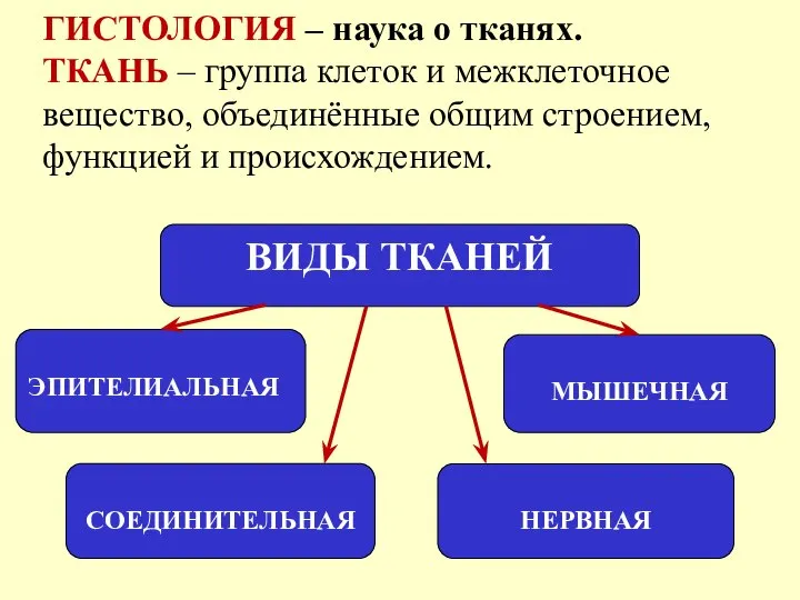 ГИСТОЛОГИЯ – наука о тканях. ТКАНЬ – группа клеток и межклеточное вещество,