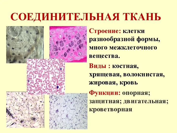 СОЕДИНИТЕЛЬНАЯ ТКАНЬ Строение: клетки разнообразной формы, много межклеточного вещества. Виды : костная,