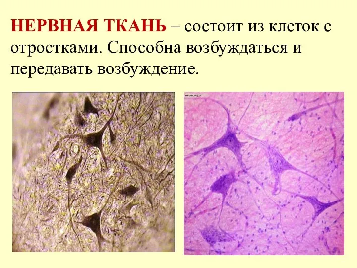 НЕРВНАЯ ТКАНЬ – состоит из клеток с отростками. Способна возбуждаться и передавать возбуждение.