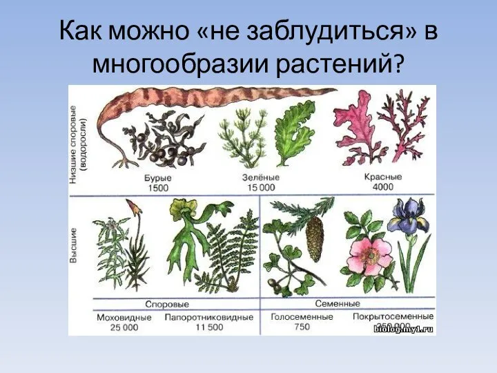 Как можно «не заблудиться» в многообразии растений?