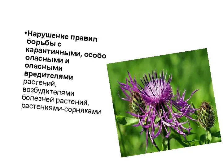 Нарушение правил борьбы с карантинными, особо опасными и опасными вредителями растений, возбудителями болезней растений, растениями-сорняками