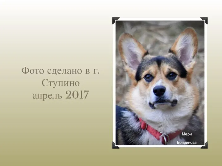 Фото сделано в г.Ступино апрель 2017 Мери Бояринова