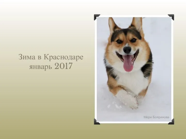 Зима в Краснодаре январь 2017 Мери Бояринова