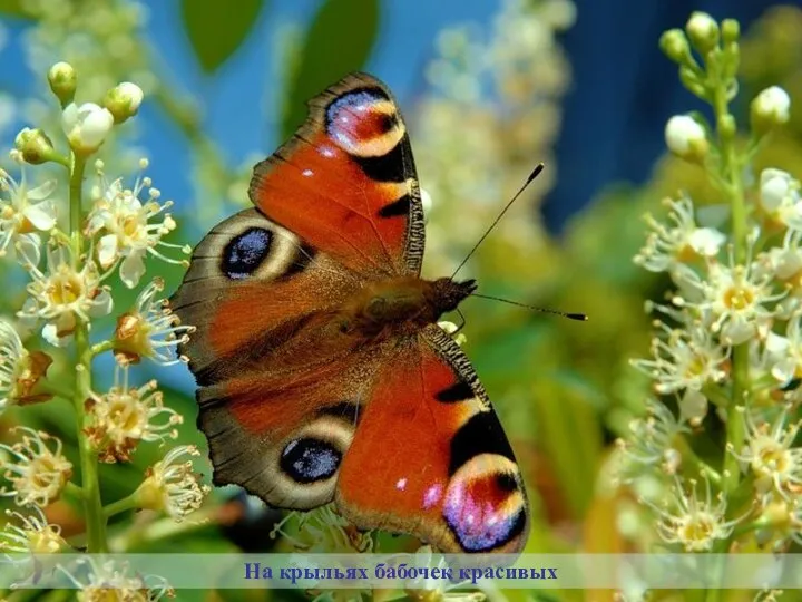 На крыльях бабочек красивых