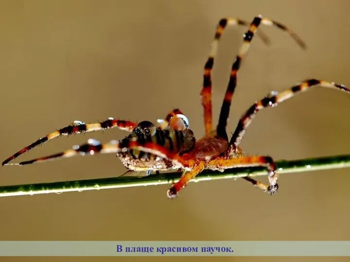 В плаще красивом паучок.