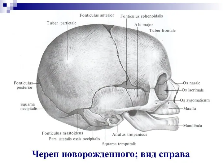 Череп новорожденного; вид справа