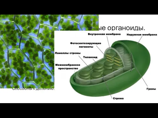 Строение клеток. Основные органоиды. Мембранные органеллы Хлоропласт– двухмембранное строение. Наружная мембрана гладкая,